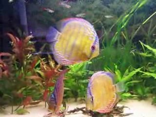 Mes sauvages video  11 mai