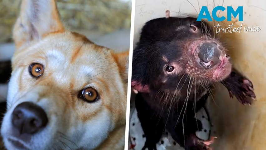 Conservationists welcome dingo pups and Tasmanian devil joeys | The ...