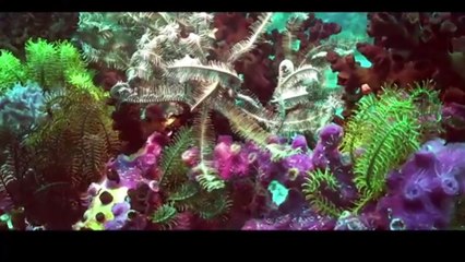 RAJAAMPAT, WEST PAPUA-INDONRSIA