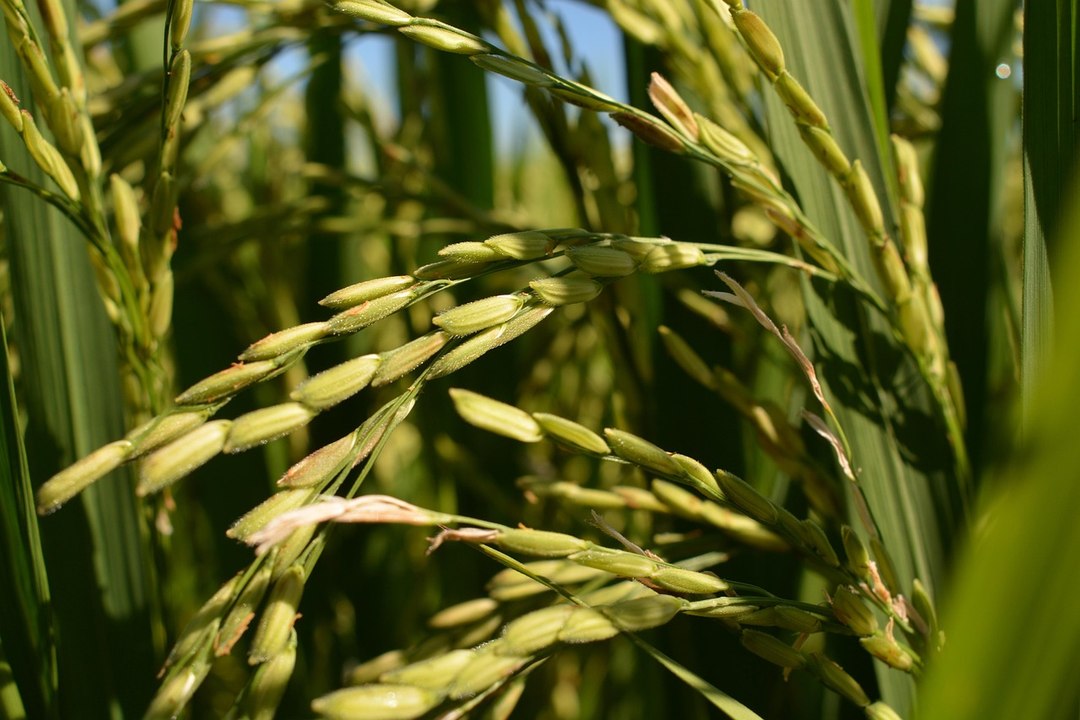 Productores de arroz implementan nuevas técnicas sostenibles para mejorar la productividad nacional