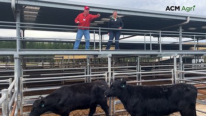 Next-gen auctioneers step up in Mount Gambier