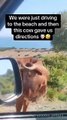 Maniacal Moo-er!#fyp #foryou #cow #funny #animals #funnyanimals #funnyvideo