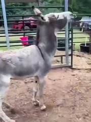 Laugh Out Loud: Horse Gets Whacked with a Stick"