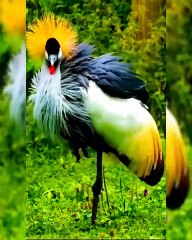 All video about birds life and hunting birds etc