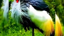 All video about birds life and hunting birds etc
