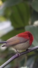 All video about birds life and hunting birds etc