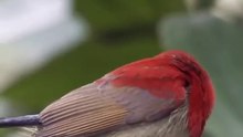 All video about birds life and hunting birds etc