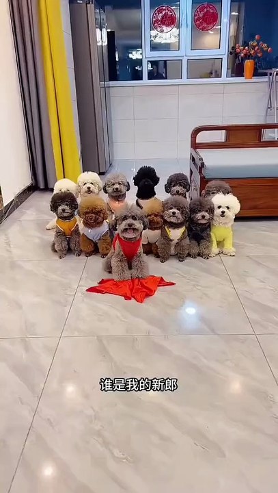 funny pets2025060603