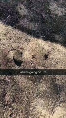 Une fourmi poursuivie par une araignée
