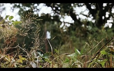 Der letzte Ausweg | movie | 1974 | Official Trailer