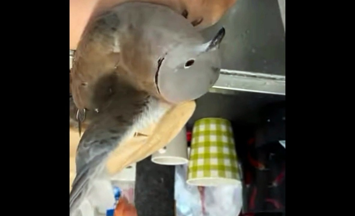 Pet dove
