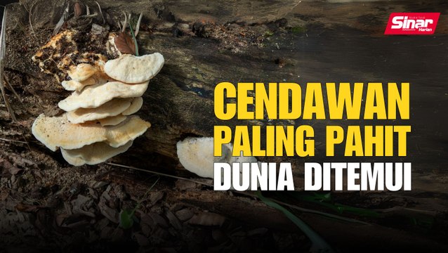 Cendawan paling pahit dunia ditemui