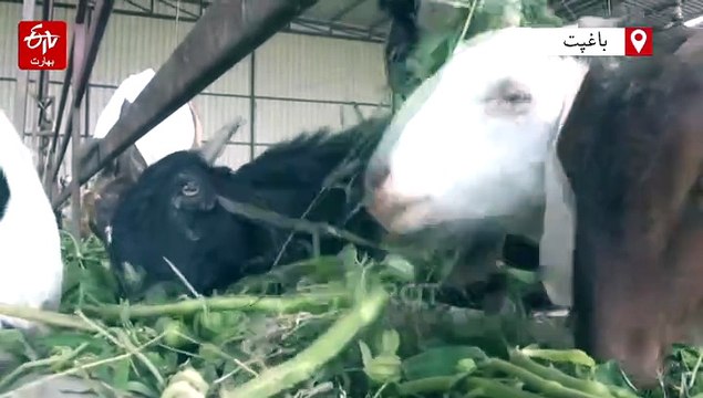 جیو دیا سنستھان نے قربانی سے بچانے کے لیے 650 بکرے خرید کر 'بکرشالہ' پہنچا دیا