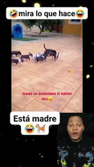 Cachorra se desespera mira porque