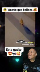 Asi fue adoptado este gato