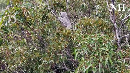 Koalas in Sugarloaf State  Conservation Area