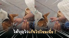 กรวดน้ำไม่ทันแห้ง ! น้องหมาเดินมากินทันที ชาวเน็ตแซว ได้บุญไวเกินไปไหมเนี่ย