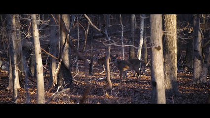Et si Willem Dafoe venait vivre dans votre cave ? La bande-annonce qui fait froid dans le dos