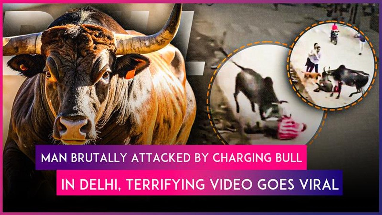 Bull Attack In Delhi: Stray Animal Violently Tramples Man, Disturbing Video Goes Viral