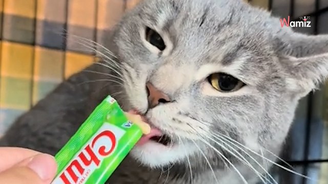 Ce chat de refuge est déprimé : elle regarde ses pattes et retient un hurlement (vidéo)