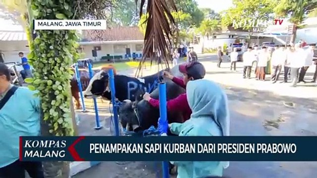 Penampakan Sapi Kurban dari Presiden Prabowo di Malang, Berbobot 950 Kg