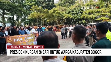 Presiden Prabowo Berikan 58 Sapi Kurban untuk Warga Kabupaten Bogor