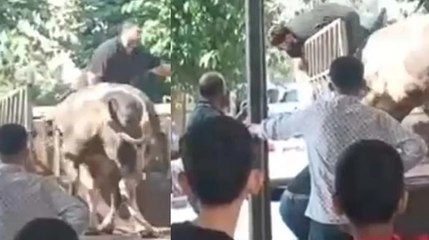 Şanlıurfa’da kurbanlık boğanın saldırısına uğrayan kasap yaralandı