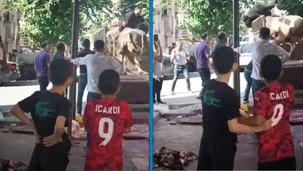 Şanlıurfa’da kurbanlık boğanın saldırısına uğrayan kasap yaralandı