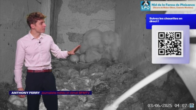 Chouette effraie: les petits ont bien grandi ! 