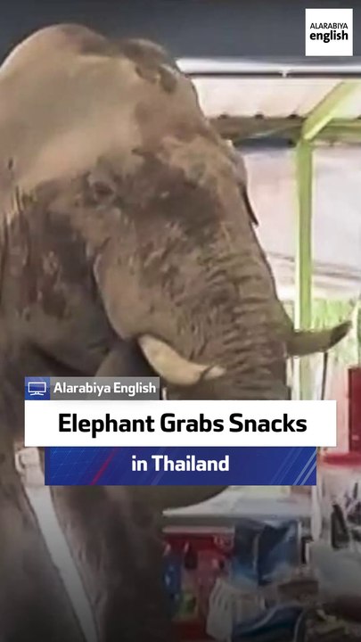 Elephant Grabs Snacks in Thailand