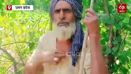 बहराइच में लोगों की भीड़ देखकर पेड़ पर चढ़ा तेंदुआ, मौके पर पहुंची वन विभाग की टीम