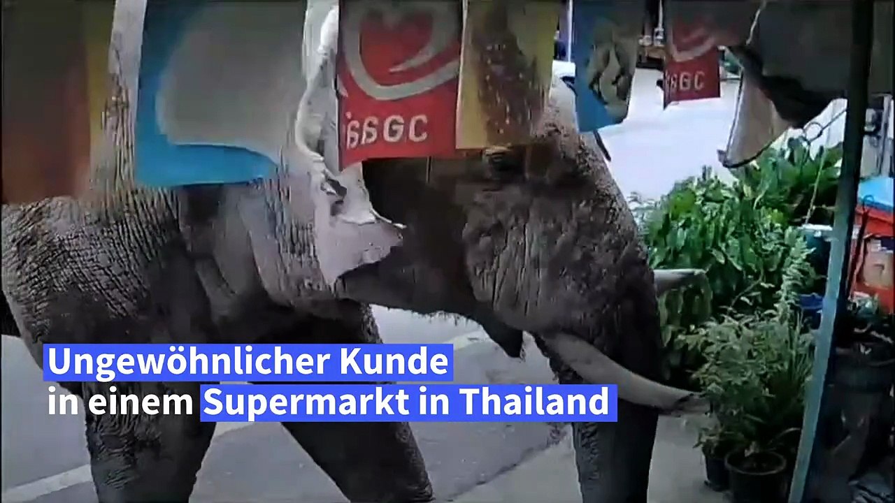 Suche nach Snacks: Elefant spaziert in Tante-Emma-Laden