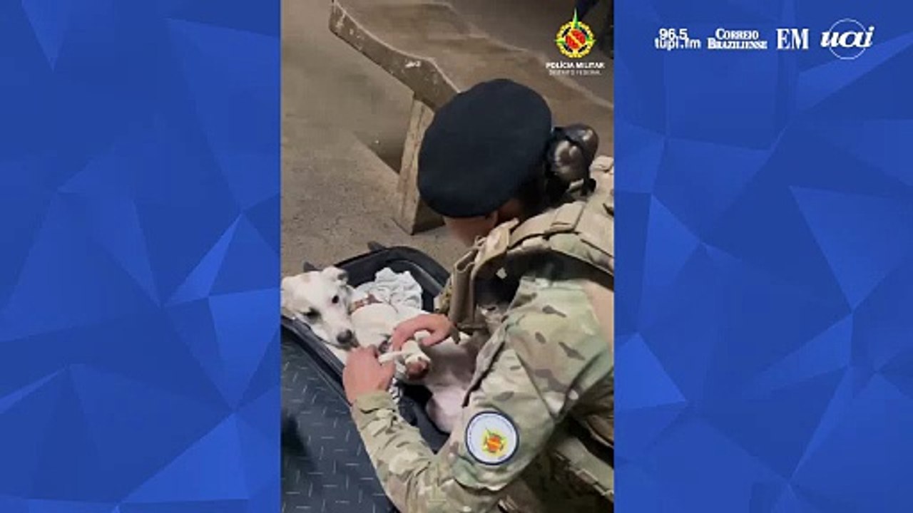 Casal é preso por levar cachorros dentro de mala em viagem interestadual