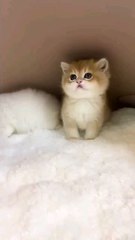 Cute cat 😻 #cat #eid #eidmubarak #bakraeid #barieidmubarak #cutecat #ai #catshort #trendingvideo #trendingshorts #vitual #catlover #viralshorts #ytshorts #funny #crazyfunnyvideos #shortsfeed #shortvideo #funnyanimalvideos