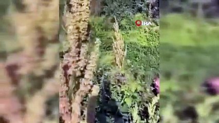 Bursa'da kaçak kurbanlık alarmı