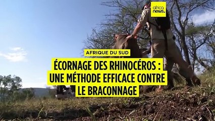 Écornage des rhinocéros : une méthode efficace contre le braconnage