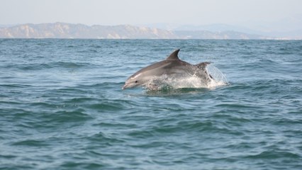 Il video dei delfini della Riviera romagnola