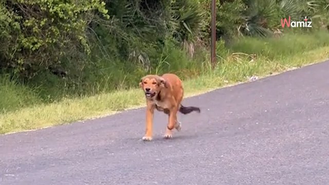 Elle a un mauvais pressentiment sur la route et fait un détour : son intuition va sauver une vie (vidéo)