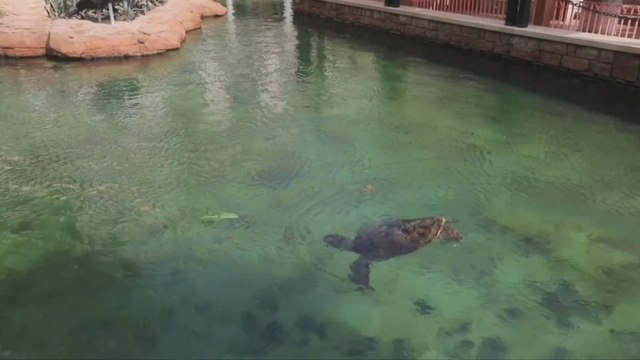 Recovering at This Center in Dubai Is an Important Step for These Turtles