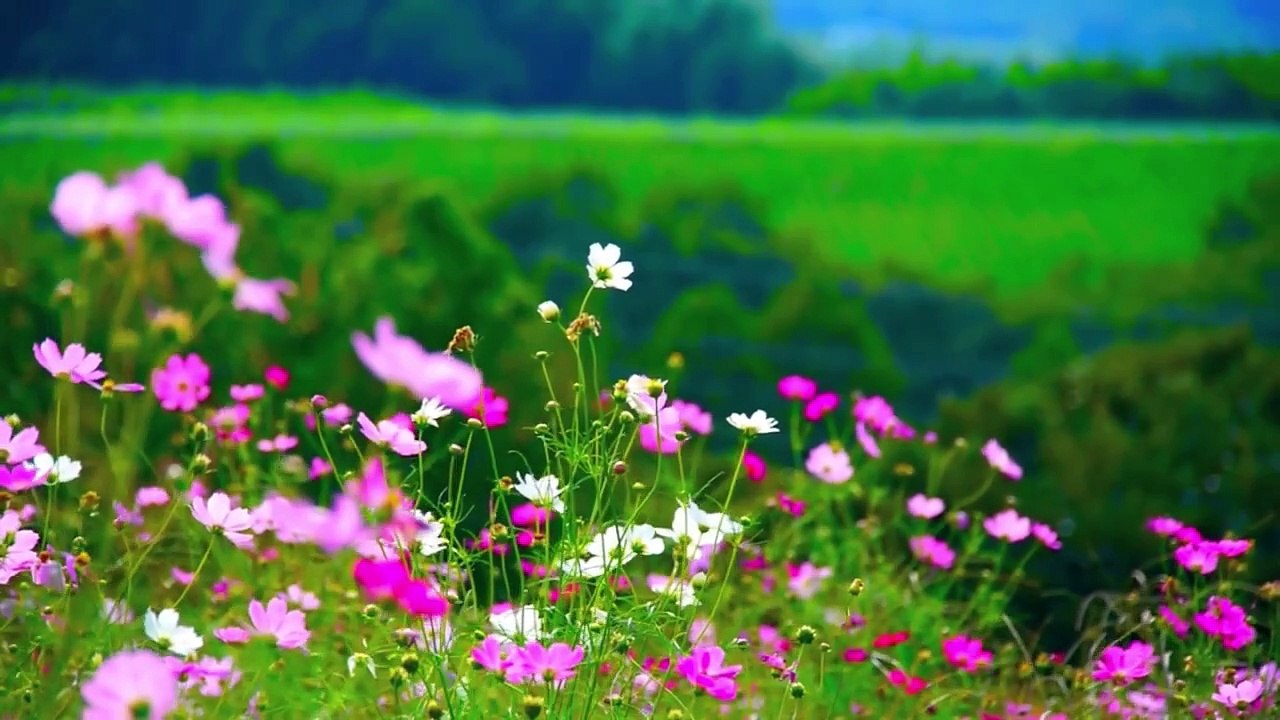 Flower nature video