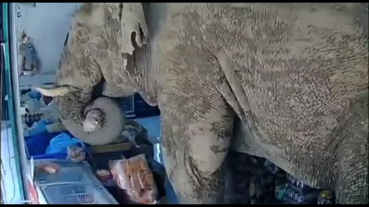 Self-service in Thailandia, l'elefante entra nell'emporio e fa merenda