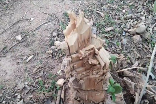 Teak trees cutting: 10 एकड़ में फैली सागौन की नर्सरी हुई ठूंठ, तस्कर काट ले गए सैकड़ों बेशकीमती पेड़, वन विभाग मौन