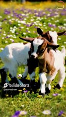 वो भी जीना चाहता है || आचार्य प्रशांत