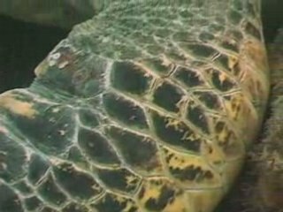 Turtle Trials- Survival-H.264 800Kbps Streaming