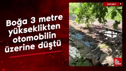 Kocaeli'de boğa 3 metre yükseklikten otomobilin üzerine düştü