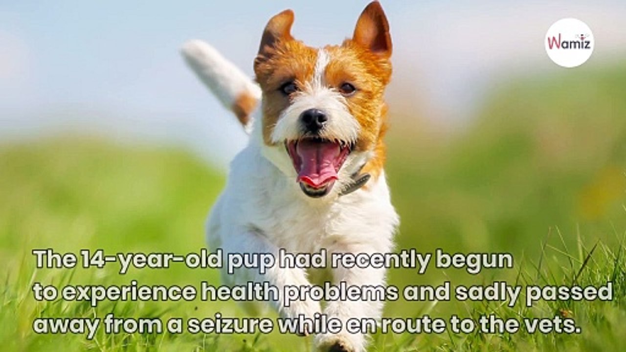 Owner is amazed to see recently deceased dog’s face in the cloud