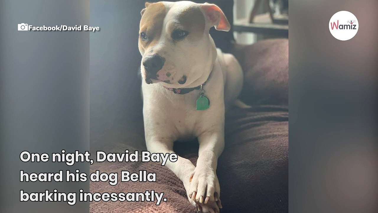 When owner realises why his Pitbull is barking at the door, he rushes out to help