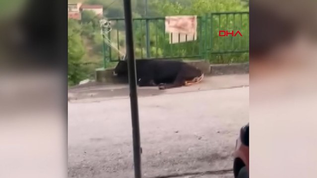 Kurbanlık boğa çıktığı garaj çatısı çökünce otomobilin üzerine düştü