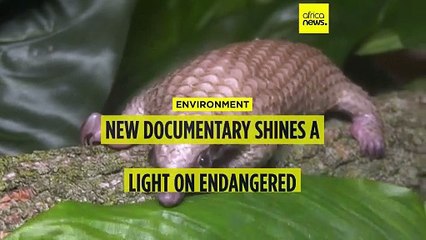 New documentary shines light on plight of pangolins, one of the world's most trafficked mamals
