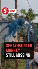 Monkey spray-painted blue still missing, says Perhilitan